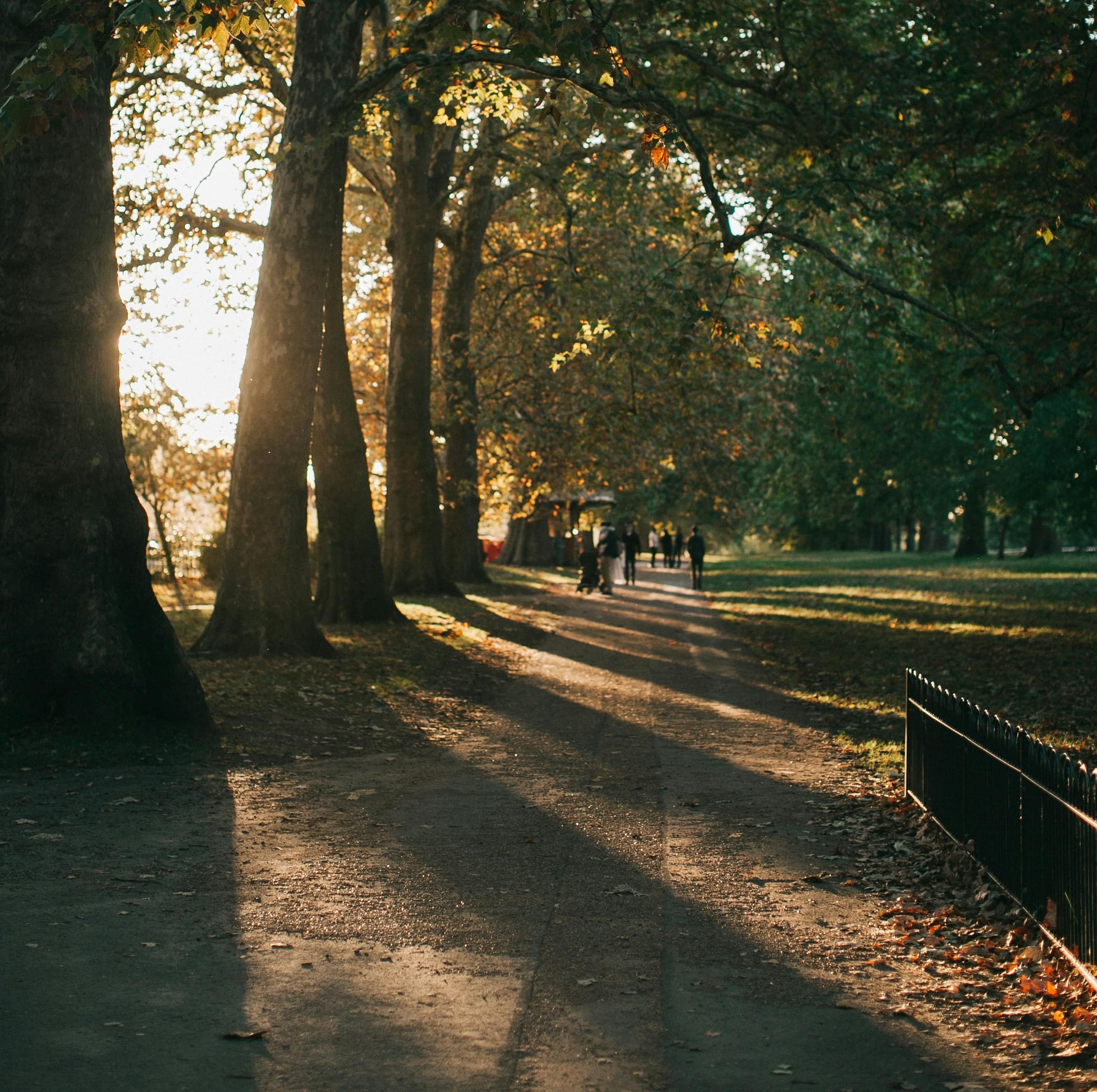 park-path-green-sunset-sunlight-shadows-hydepark-gravity-co